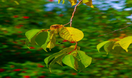 Autumn photography, leaves in the fall, At this time of the year the trees seem to come to life,...