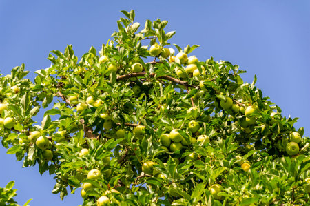 Apples. In fact, there was no chocolate in ancient Greece, but Aphrodite loved apples. It was her...