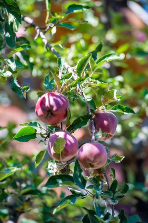 Apples. the orchard smelled of wet wood and ripe fruit. It was a strong, dizzying aroma, and nothing...