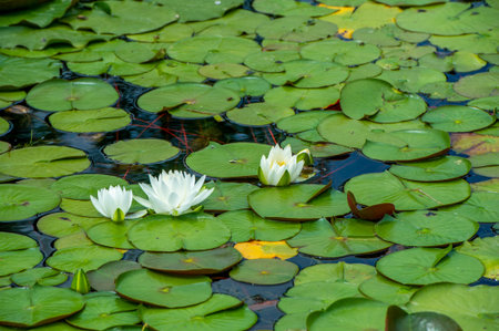 Nature's Elegant Masterpiece Unveils Behold the subtle elegance of these enchanting water lilies, their vibrant hues reflecting the pure beauty of nature. Immerse yourself in their floral tranquilityの写真素材