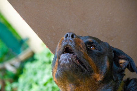 Fearless and authoritative guardian Quietly radiates a sense of power The embodiment of the essence of Rottweiler lifeの写真素材