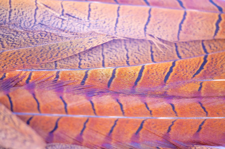 Discover the beauty of nature in every detail. Intricate patterns of pheasant feathers. A unique and...