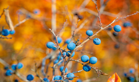 Prunus spinosa, called blackthorn or sloe, Suitable for canned food, but tart enough for food. To create a hedge. The juice is used in the production of counterfeit port wine.の写真素材