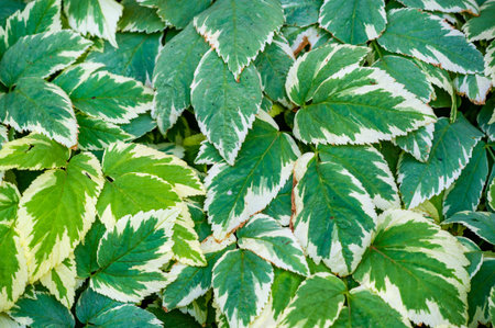A variegated variety of Aegopodium podagraria, commonly known as Bishop's Weed or Goutweed. Has...