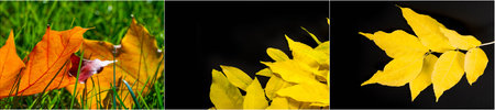 Beautiful fall maple leaves in vibrant colors Perfect addition to any fall themed project or...
