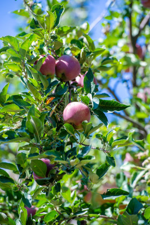 Apples. When apples ripen in autumn, I begin to understand what the trees have been doing all...