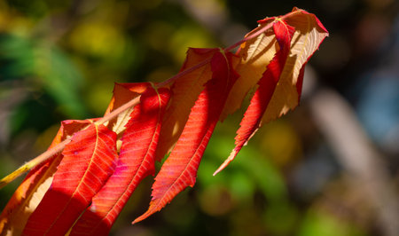 Autumn leaves on the branches of trees. A falling leaf, speaking of the death of autumn, in a more subtle sense is a prophecy of springの写真素材