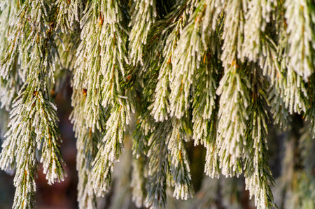 Frost on coniferous trees. Brr-gorgeous! This frozen pine branch is proof that nature knows how to...