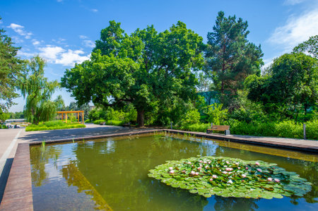Enjoy the tranquil beauty of lotus blossoms. Take a walk through the park surrounded by delicate and serene lotus flowers. Discover nature's masterpieces with stunning lotus flower arrangements.の写真素材