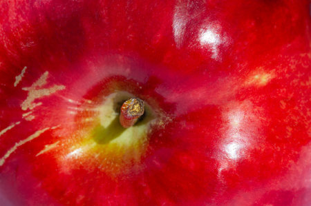 Apple on a white background. Apples are crunchy fruits that provide a lot of nutrients.の写真素材