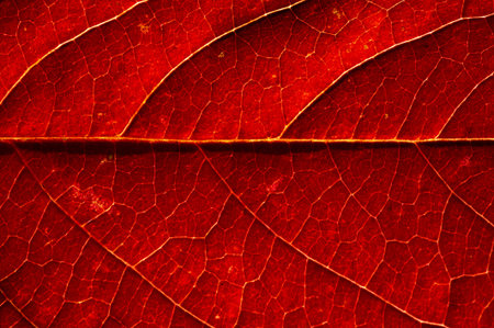 Leaves autumn. Close-up. macro photography. Amazing world opens up with macro photography