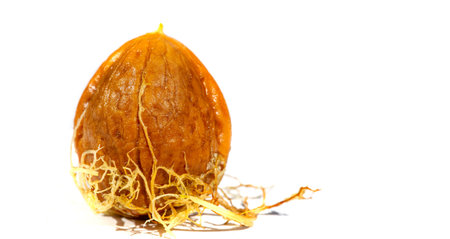 Walnut. For me, love is like walnuts. It should be taken regularly and in small amounts.