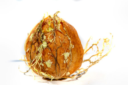 Walnut. For me, love is like walnuts. It should be taken regularly and in small amounts.