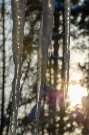 Recall childhood memories of icicles hanging from the roof Feel nostalgia for the winter season and all its wonders Recall the sore throat feeling caused by licking cold iciclesの写真素材