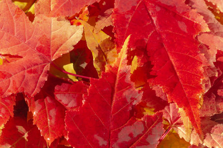 An intricate close-up of autumn leaves showing vivid red and yellow tones, with detailed veins and...