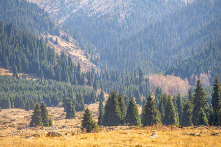Feel the beauty of the Tien Shan mountains in autumn. Take a relaxing stroll surrounded by lush greenery and colorful flowers. Enjoy the calm and serenity of the mountain slopes.の写真素材