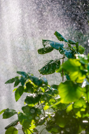 Experience the beauty of nature during summer Feel refreshed with raindrops on green leaves Immerse yourself in the lush greeneryの写真素材