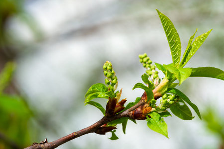 Enjoy the beauty of delicate flower buds in early spring. Stimulate growth and renewal with cherry...