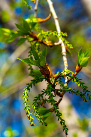 In early spring, beautiful poplars bloom with fluffy catkins. Fluffy earrings are a sign of new growth and renewal in nature. Poplar earrings are often perceived as a symbol of vitalityの写真素材