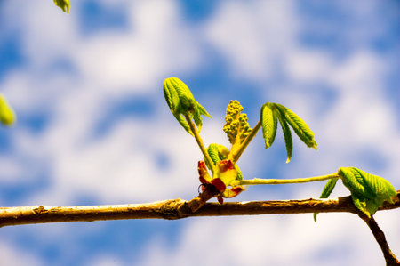 Enjoy the beauty of nature awakening in early spring. Appreciate the tender and unopened chestnut...
