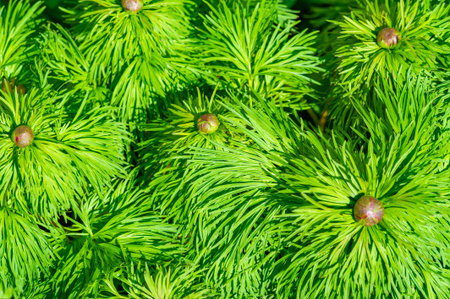 Paeonia tenuifolia is an herbaceous species of peony called the prairie peony. It grows in the...