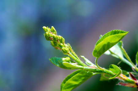 A genus of about 20 species of deciduous shrubs and small trees. Known by different names, for example, shadbush.serviceberry.Juneberry. Belongs to the rose family.の写真素材