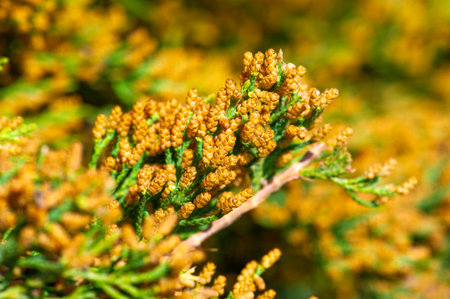 Junipers are known for their needle-like leaves and small berry-like cones. They are commonly used in landscaping because of their drought tolerance and low maintenance.の写真素材
