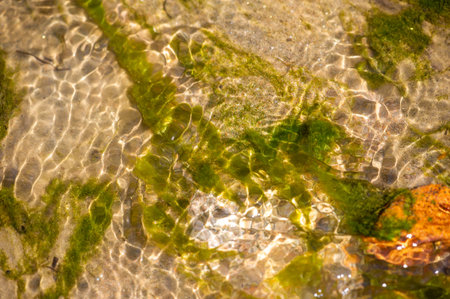 Immerse yourself in the serenity of a mountain stream. Experience the tranquil beauty of nature's...