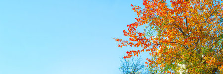 Autumn leaves on the branches of trees. Cascade tangerine red. From kaleidoscopic leaves. Creates a...