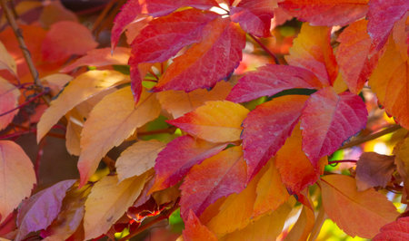 Autumn leaves on the branches of trees. Autumn leaves fall filling the streets; golden colors on the...