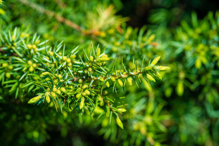 Beautiful delicate green foliage appears in early spring. The fresh scent of juniper fills the air....