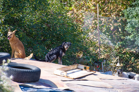 Steeped in Loneliness: These two stray dogs find refuge on a lonely rooftop, their eyes reflecting...