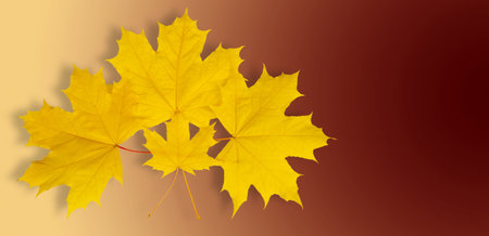 Autumn maple leaf, a flattened structure of a higher plant, similar to a blade that attaches...