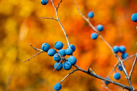 Prunus spinosa, called blackthorn or sloe, Suitable for canned food, but tart enough for food. To...