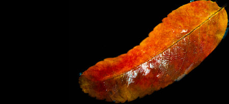 rowan leaf Stunning contrast between the bright red leaves and the dark background. Bright colors...