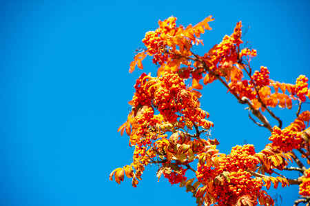 The vibrant fall colors make a stunning backdrop. Leaves in shades of red, orange and yellow glow in the sun. The beauty of nature is captured in one moment.の写真素材