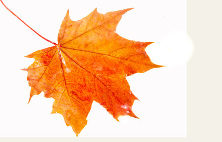 Stunning close-up shots of vibrant autumn maple leaves. Conveys intricate details and the beauty of...