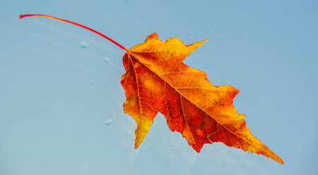 Maple Ideal for adding color to your fall landscape. Known for its stunning red foliage in the fall....