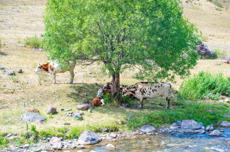 Enjoy the awe-inspiring beauty of nature. See how the river gracefully flows through the rocky canyon. Feel the serenity and tranquility of the mountains surrounding you.の写真素材