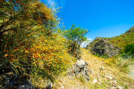Ephedra distachya Also known as Ma Huang or Mormon tea, it is native to Central Asia and Europe....