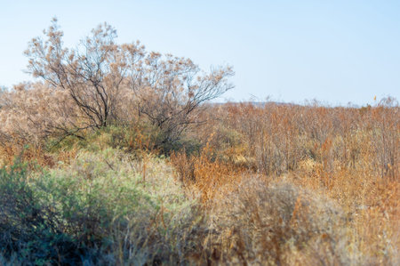 Autumn, Steppe. Prairies. Walk into the heart of the Steppe, where a carpet of dry grassy fields covers the ground, painted in warm autumn tones. Immerse yourself in this pristine oasis of nature.の写真素材