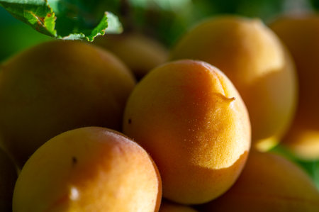 Apricot trees require proper care to grow and produce juicy fruit. Ripe apricots are rich in vitamins that improve health. The harvest season is critical for apricot farmers,の写真素材