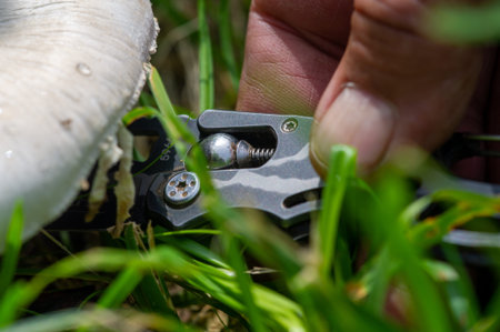 Gardener cutting grass with pruning shears close up.