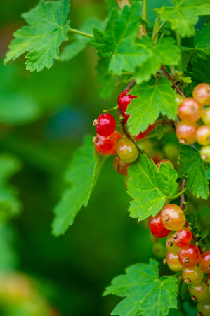 Beautiful bokeh effect with shallow depth of field Stunning close-up shots of red currants Capturing...