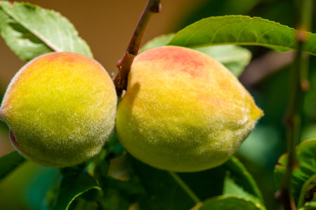 Fresh, juicy peach, ready to pick. Natural sweetness straight from the tree. Ideal for enjoying on a sunny day.の写真素材