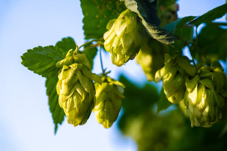 Beer hops give beer its flavor and aroma. Hops are essential in the brewing process. Summer is the best growing season for hop plants.の写真素材