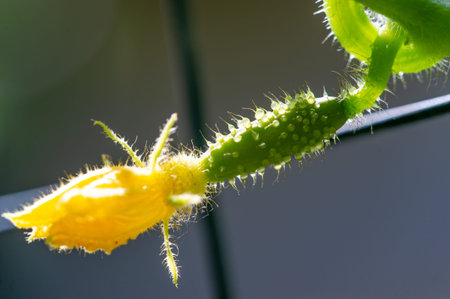 Fresh and crisp taste Can be eaten raw or pickled. High in nutrients such as vitamin K and potassium.の写真素材