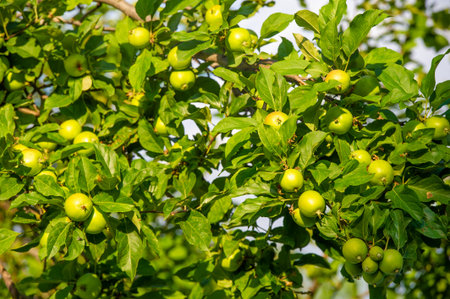 Growing apples can be a rewarding hobby. Picking fresh apples for juice or snacking is nutritious and delicious. Apples are an excellent source of vitamins and nutrients for a healthy diet.の写真素材