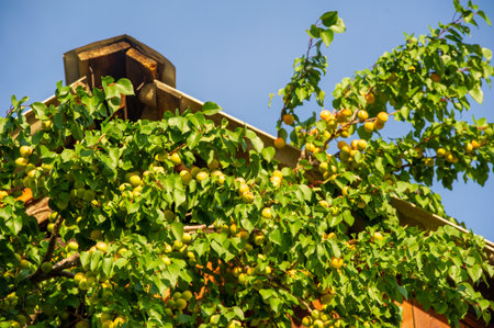 Apricots are juicy fruits filled with vitamins. Growing your own apricot trees can be a rewarding experience. Enjoy the health benefits of fresh, homegrown apricots from our own plantation.の写真素材