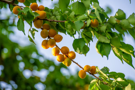 Apricot trees produce juicy fruits rich in vitamins. The foliage of apricot trees provides shade and shelter for wildlife. Harvesting ripe apricots can lead to growth and prosperity.の写真素材